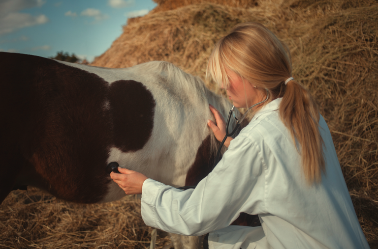 Pferd & Haustier- Wie erkläre ich meinem Kind den Tod? – Beispiele