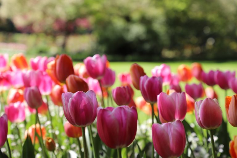 11 Gründe, weshalb Tulpen nicht blühen wollen